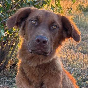 June Carter, an adoptable Golden Retriever, German Shepherd Dog in Laramie, WY, 82073 | Photo Image 1