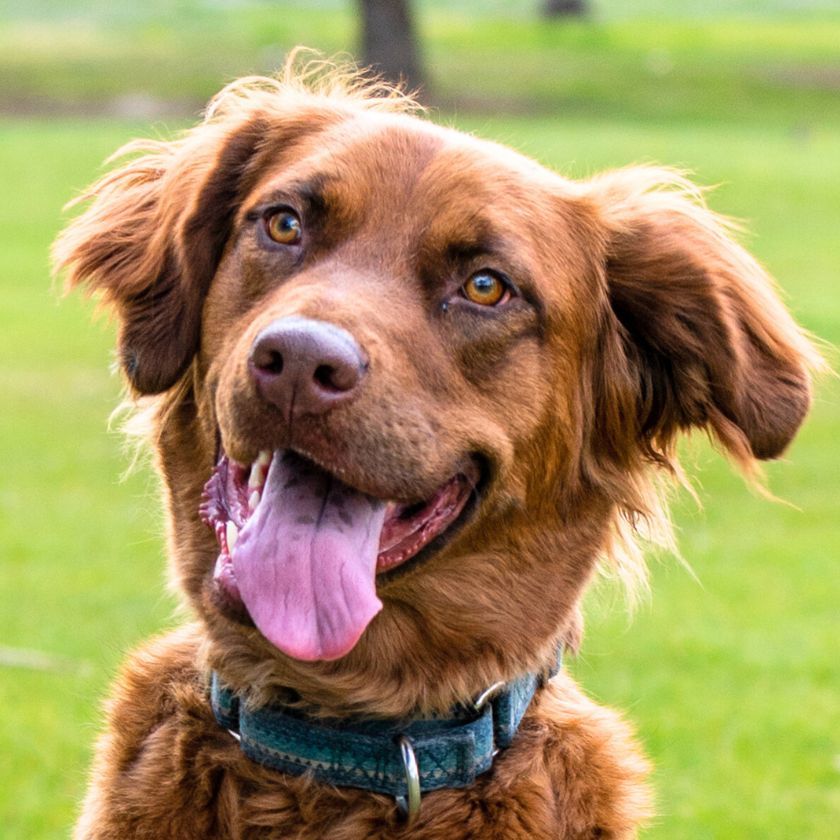 June Carter, an adoptable Golden Retriever, German Shepherd Dog in Laramie, WY, 82073 | Photo Image 1