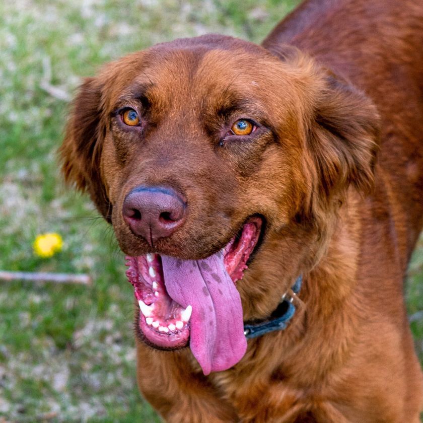 June Carter, an adoptable Golden Retriever, German Shepherd Dog in Laramie, WY, 82073 | Photo Image 2