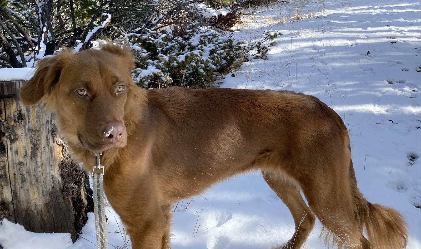 June Carter, an adoptable Golden Retriever, German Shepherd Dog in Laramie, WY, 82073 | Photo Image 3