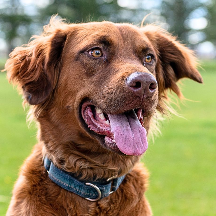 June Carter, an adoptable Golden Retriever, German Shepherd Dog in Laramie, WY, 82073 | Photo Image 3