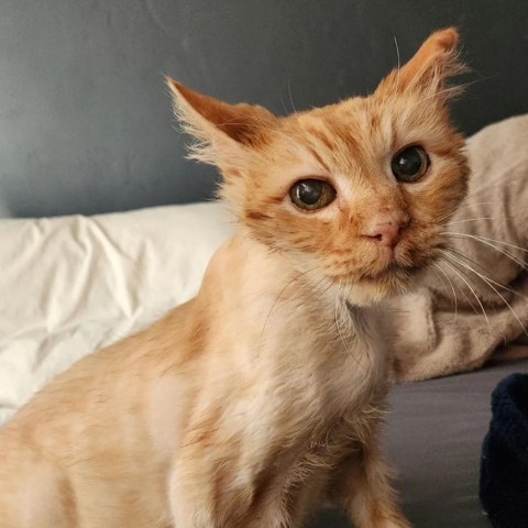 Gunther, an adoptable Domestic Medium Hair in Salt Lake City, UT, 84106 | Photo Image 2