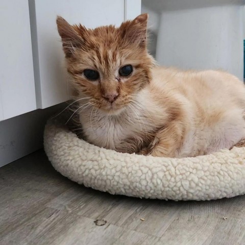 Gunther, an adoptable Domestic Medium Hair in Salt Lake City, UT, 84106 | Photo Image 3