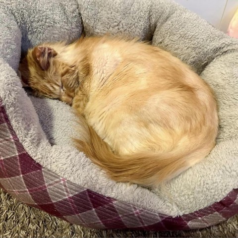 Gunther, an adoptable Domestic Medium Hair in Salt Lake City, UT, 84106 | Photo Image 6