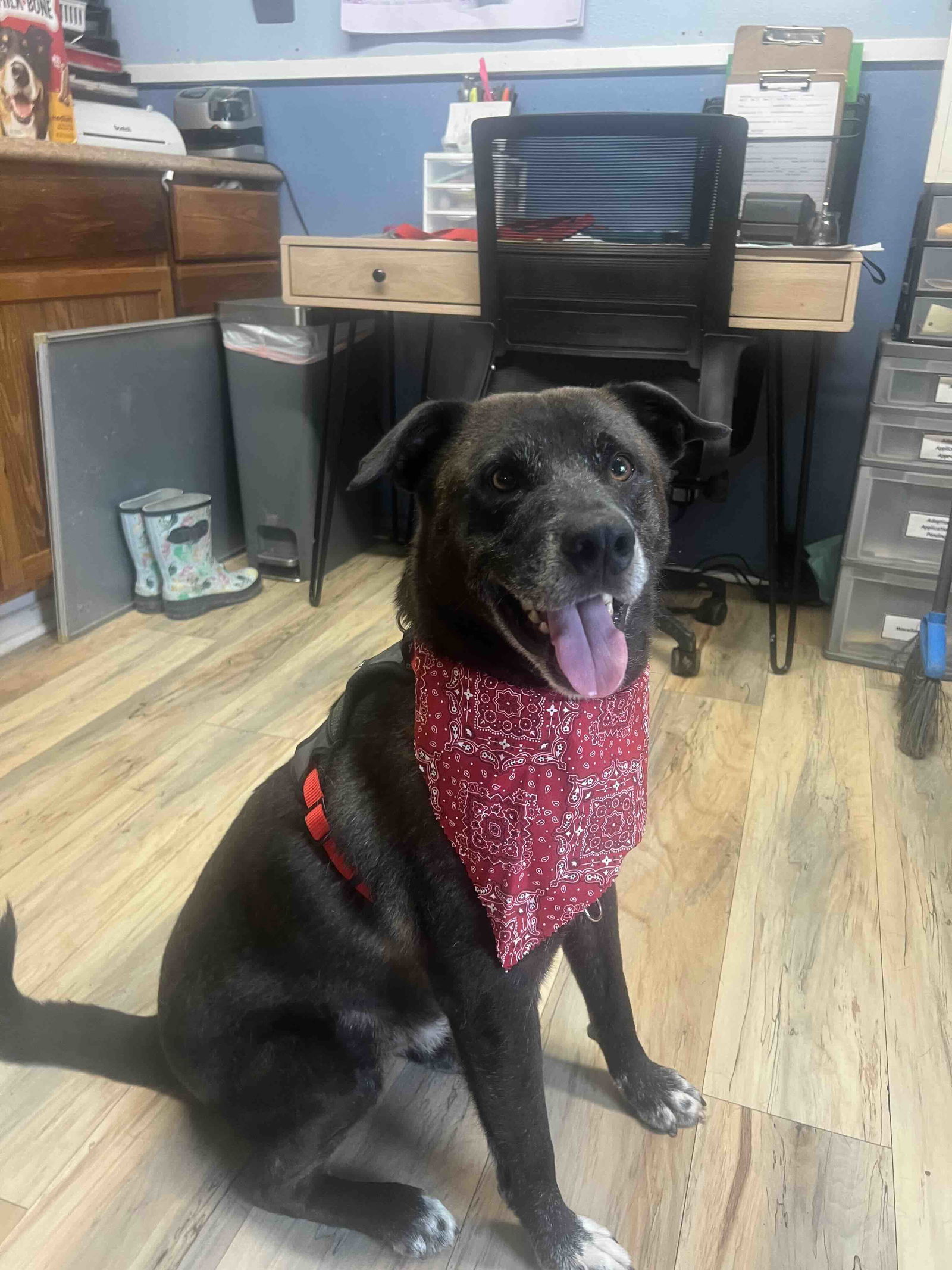 Ren, an adoptable Labrador Retriever in Shreveport, LA, 71119 | Photo Image 1