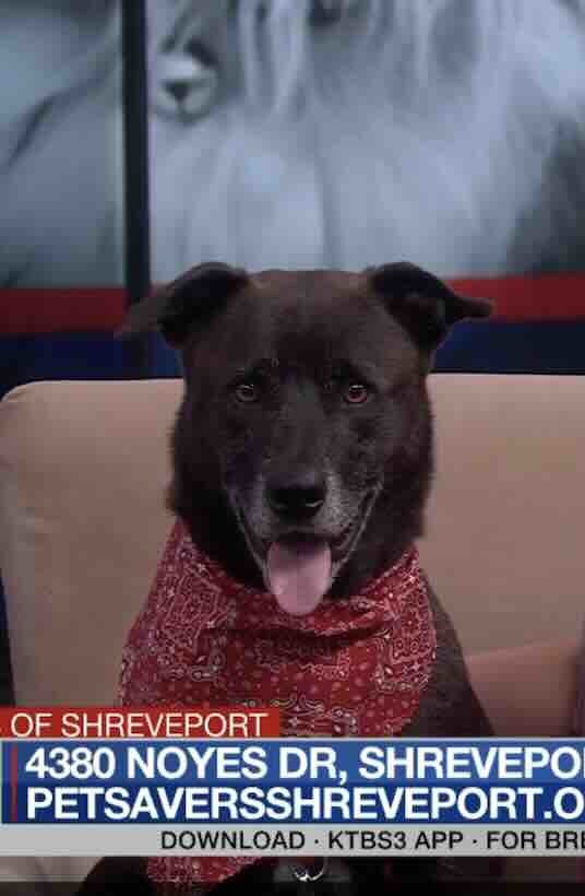 Ren, an adoptable Labrador Retriever in Shreveport, LA, 71119 | Photo Image 3