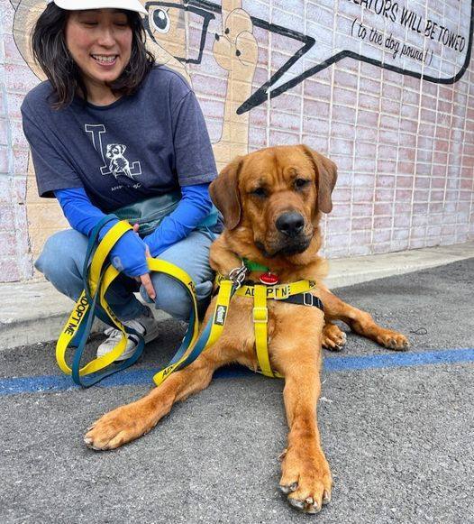 Golden best sale mastiff puppy