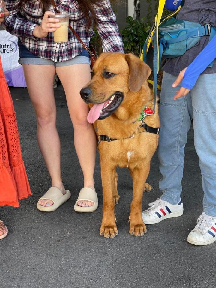 Golden retriever and mastiff 2024 mix