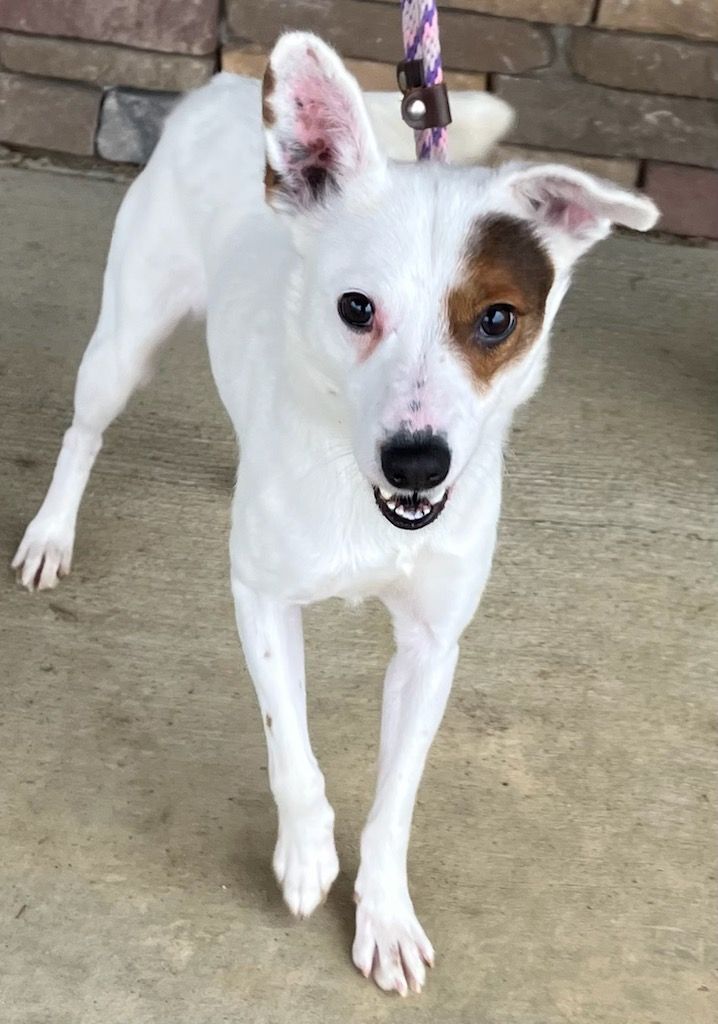 Dog for adoption - WISHBONE, a Jack Russell Terrier in Belmont, NY ...