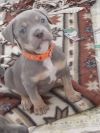 Pearl Pup 1