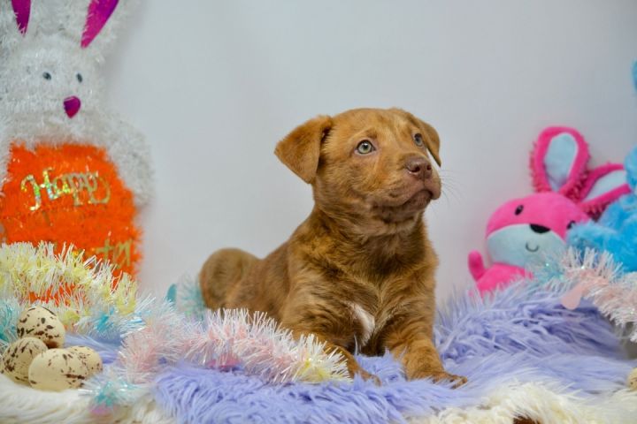 Snuggle Bunny, an adopted Chesapeake Bay Retriever Mix in Sevierville, TN_image-2