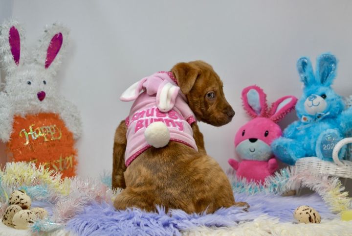 Snuggle Bunny, an adopted Chesapeake Bay Retriever Mix in Sevierville, TN_image-3