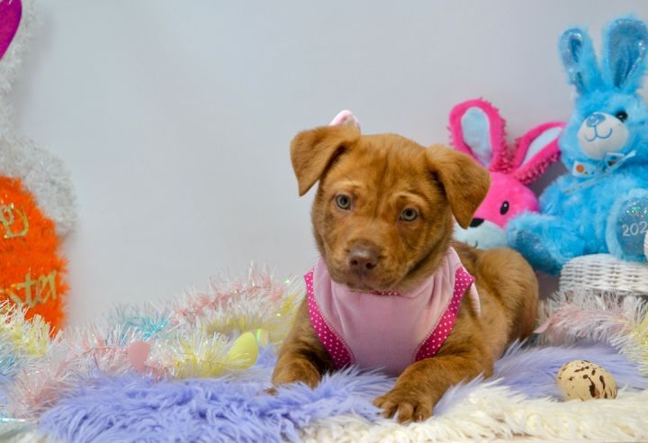 Snuggle Bunny, an adopted Chesapeake Bay Retriever Mix in Sevierville, TN_image-4