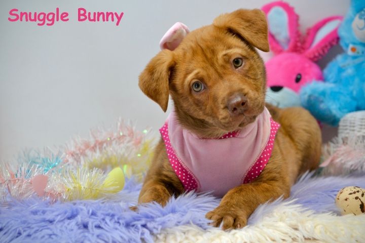 Snuggle Bunny, an adopted Chesapeake Bay Retriever Mix in Sevierville, TN_image-5