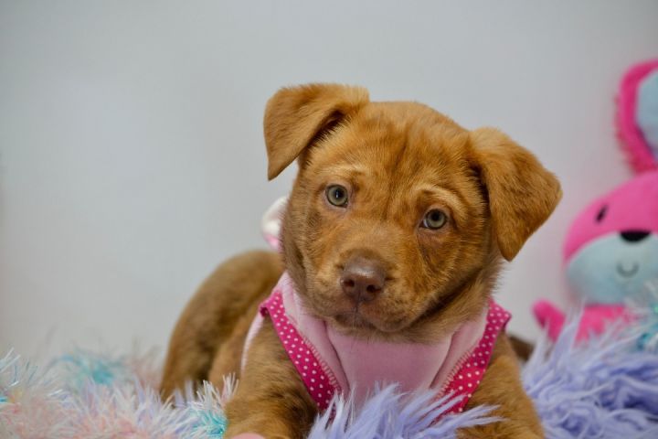 Snuggle Bunny, an adopted Chesapeake Bay Retriever Mix in Sevierville, TN_image-1