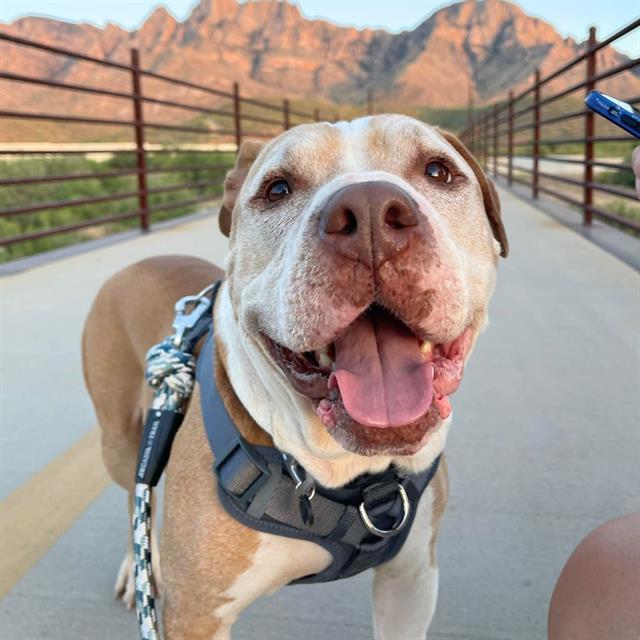 BING*, an adoptable Pit Bull Terrier in Tucson, AZ, 85745 | Photo Image 1