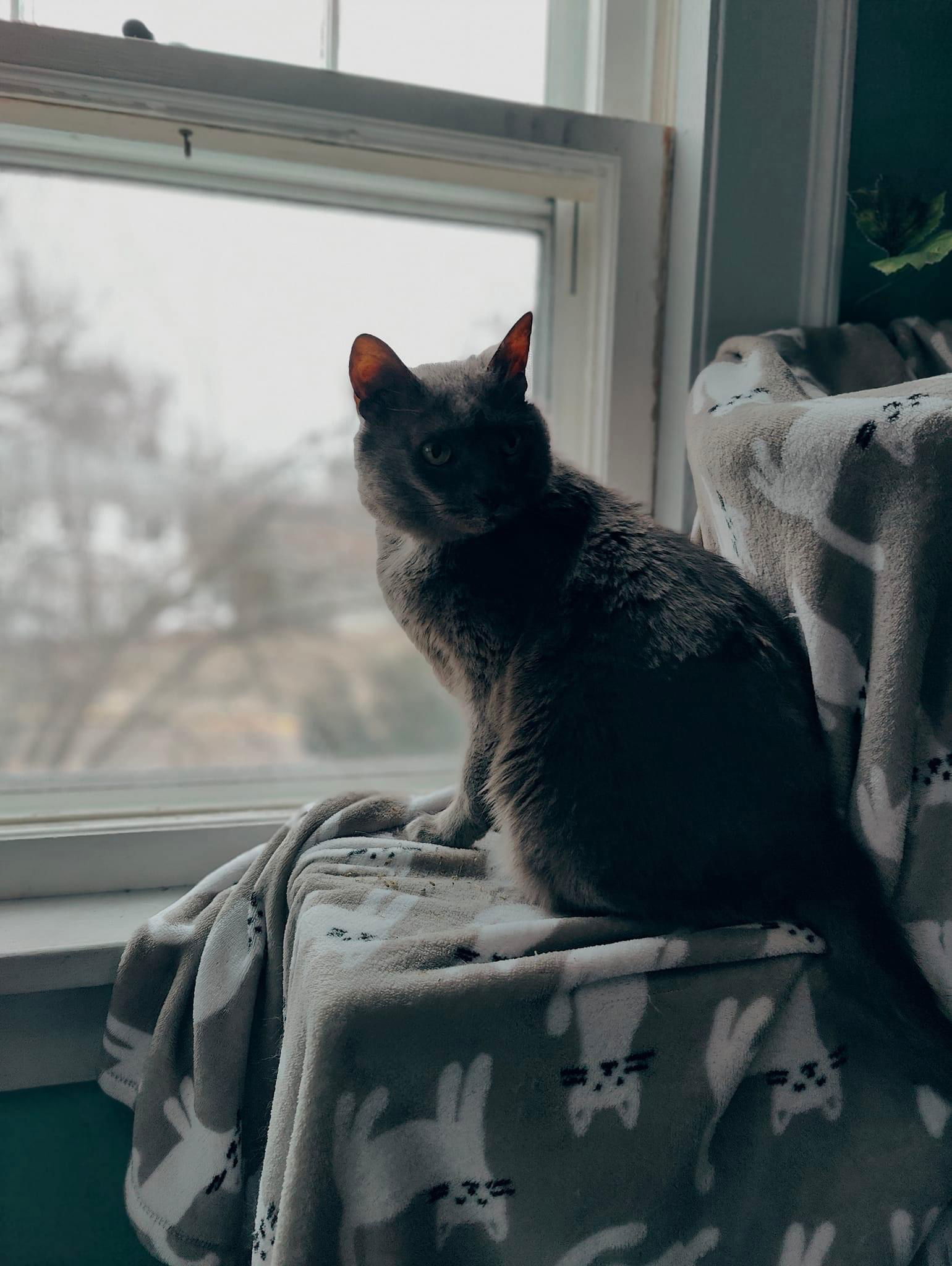 Sugar, an adoptable Domestic Short Hair in Whitewater, WI, 53190 | Photo Image 3