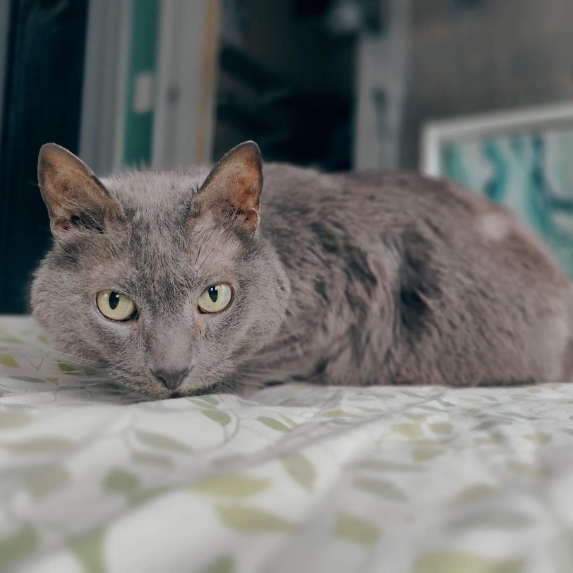 Sugar, an adoptable Domestic Short Hair in Whitewater, WI, 53190 | Photo Image 1