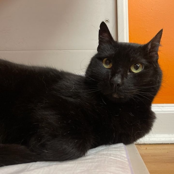 Pepper, an adoptable Domestic Short Hair in New Haven, CT_image-3