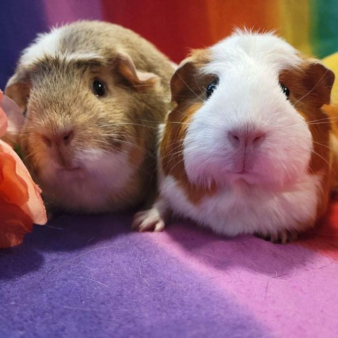 Guinea Pig for adoption - Mona and Lisa, a Guinea Pig in Olympia, WA ...