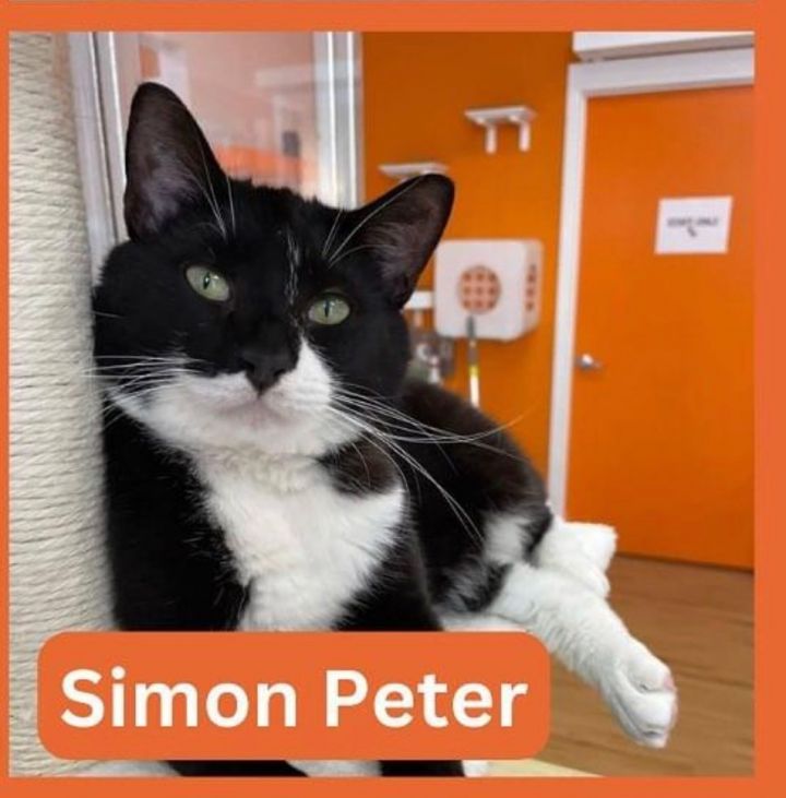 Simon Peter 4
