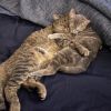 Frank and Marge (Bonded Pair) - Pending Adoption