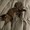 Frank and Marge (Bonded Pair) - Pending Adoption