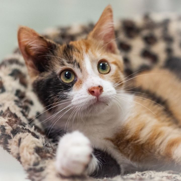 Belia, an adopted Calico & Domestic Short Hair Mix in Ponte Vedra, FL_image-3