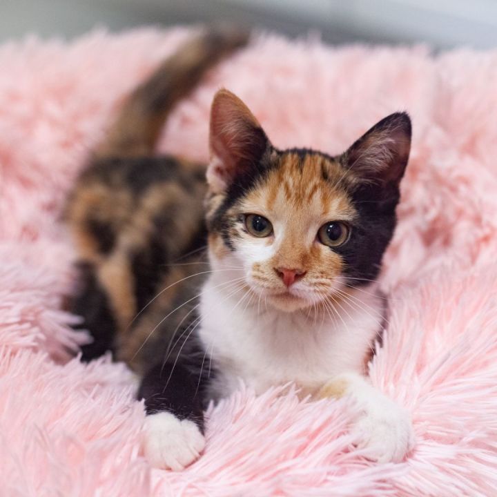 Belina, an adopted Calico & Domestic Short Hair Mix in Ponte Vedra, FL_image-1