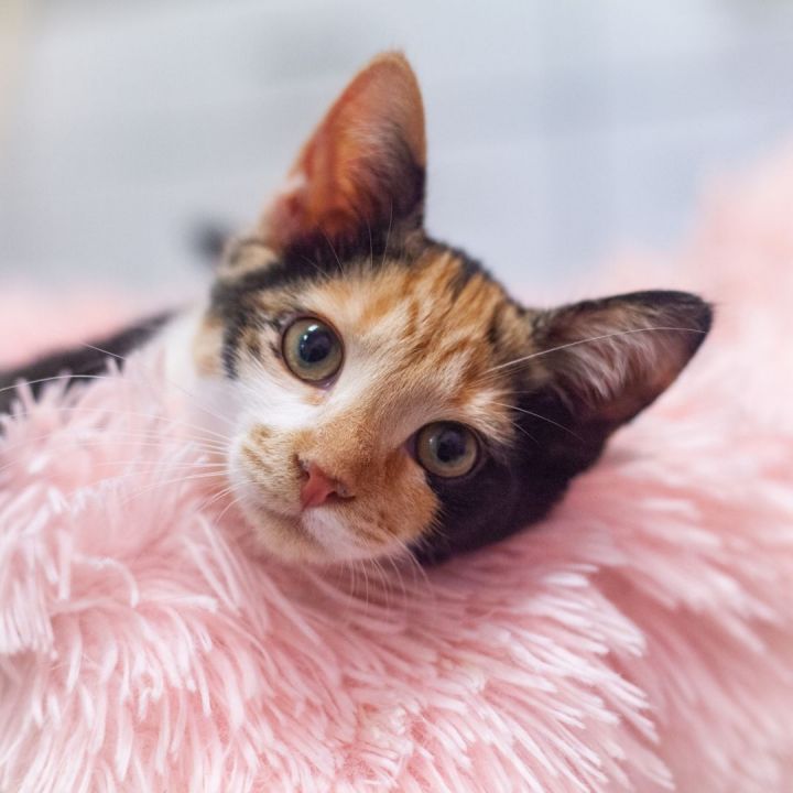 Belina, an adopted Calico & Domestic Short Hair Mix in Ponte Vedra, FL_image-3