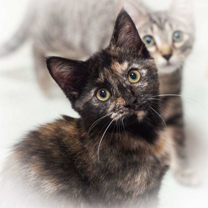 Benessa, an adopted Tortoiseshell & Domestic Short Hair Mix in Ponte Vedra, FL_image-1