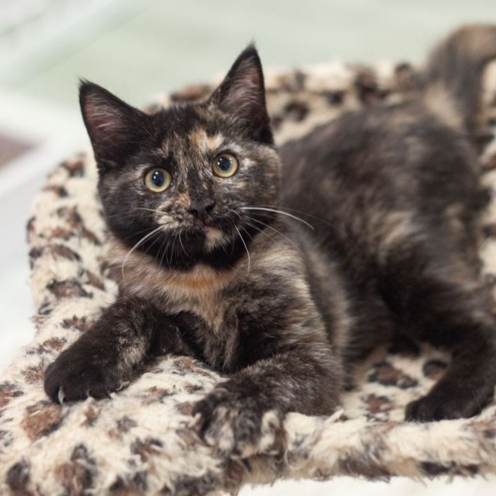 Benessa, an adopted Tortoiseshell & Domestic Short Hair Mix in Ponte Vedra, FL_image-4