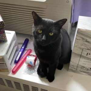 Geoffrey, Senior Male Domestic Short Hair