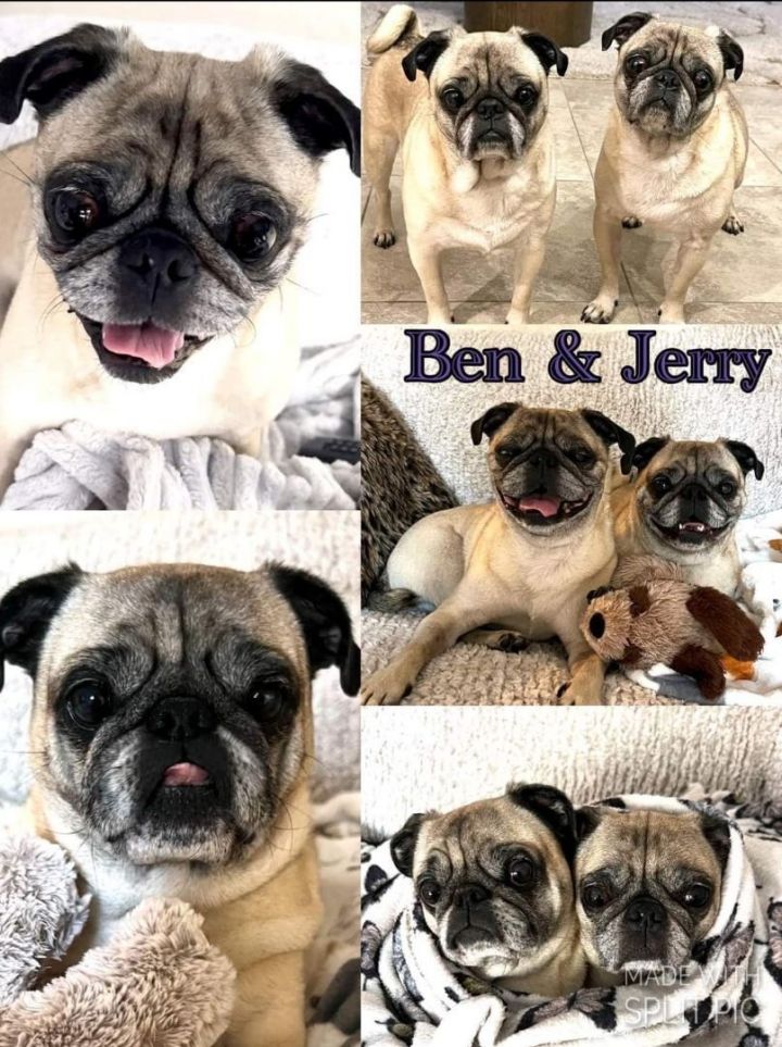 Ben & Jerry, an adoptable Pug in Miami, FL_image-1