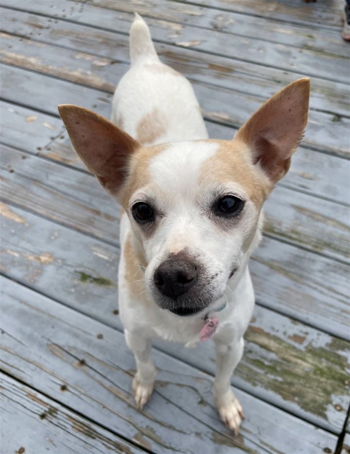 Bonnie - ADOPTED!!, an adopted Rat Terrier & Chihuahua Mix in Arlington, VA_image-2