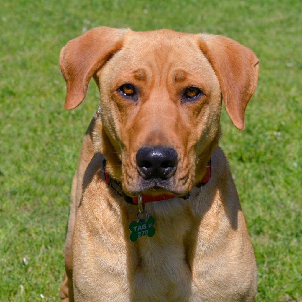 Birdie, an adoptable Labrador Retriever, Hound in Quinlan, TX, 75474 | Photo Image 2