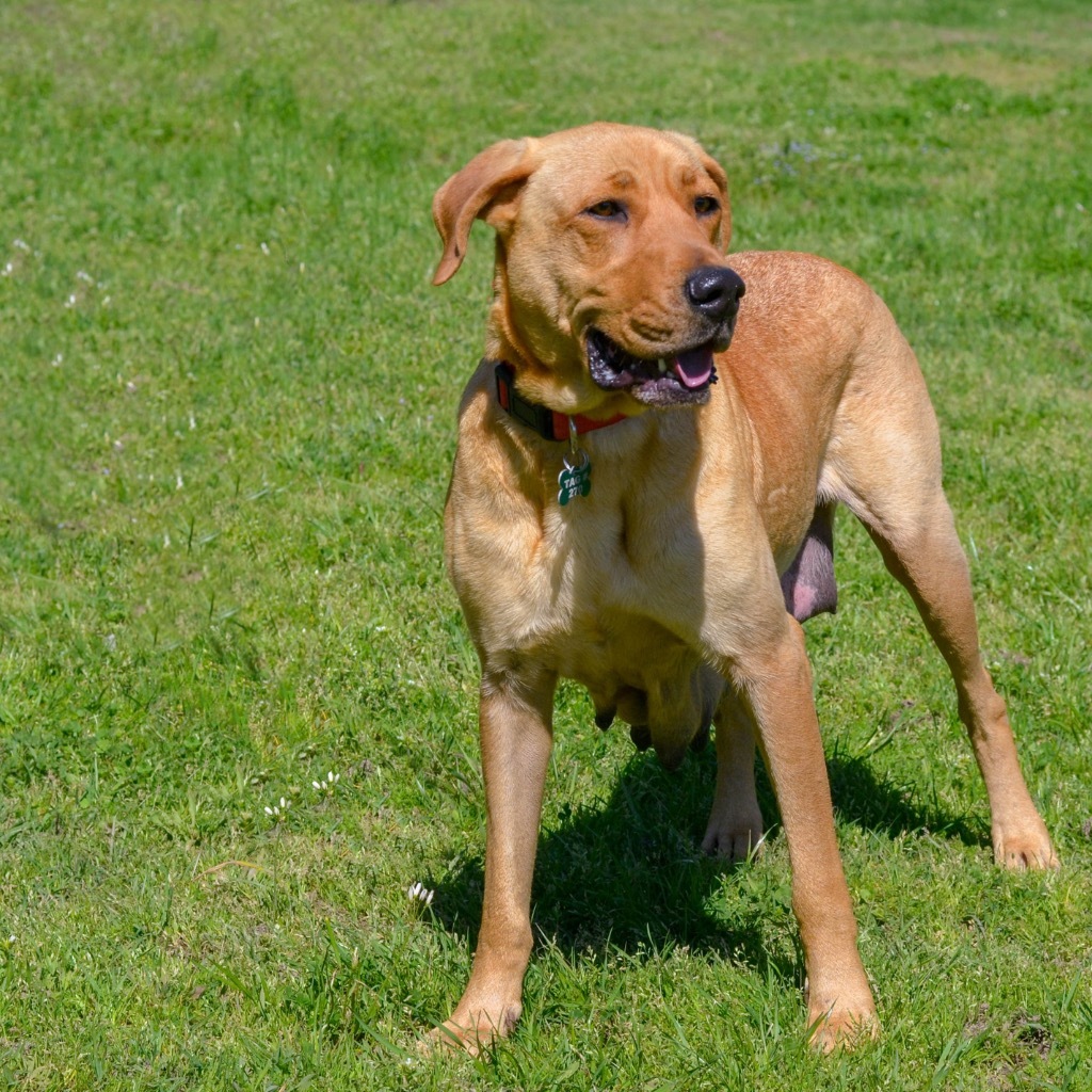 Birdie, an adoptable Labrador Retriever, Hound in Quinlan, TX, 75474 | Photo Image 3