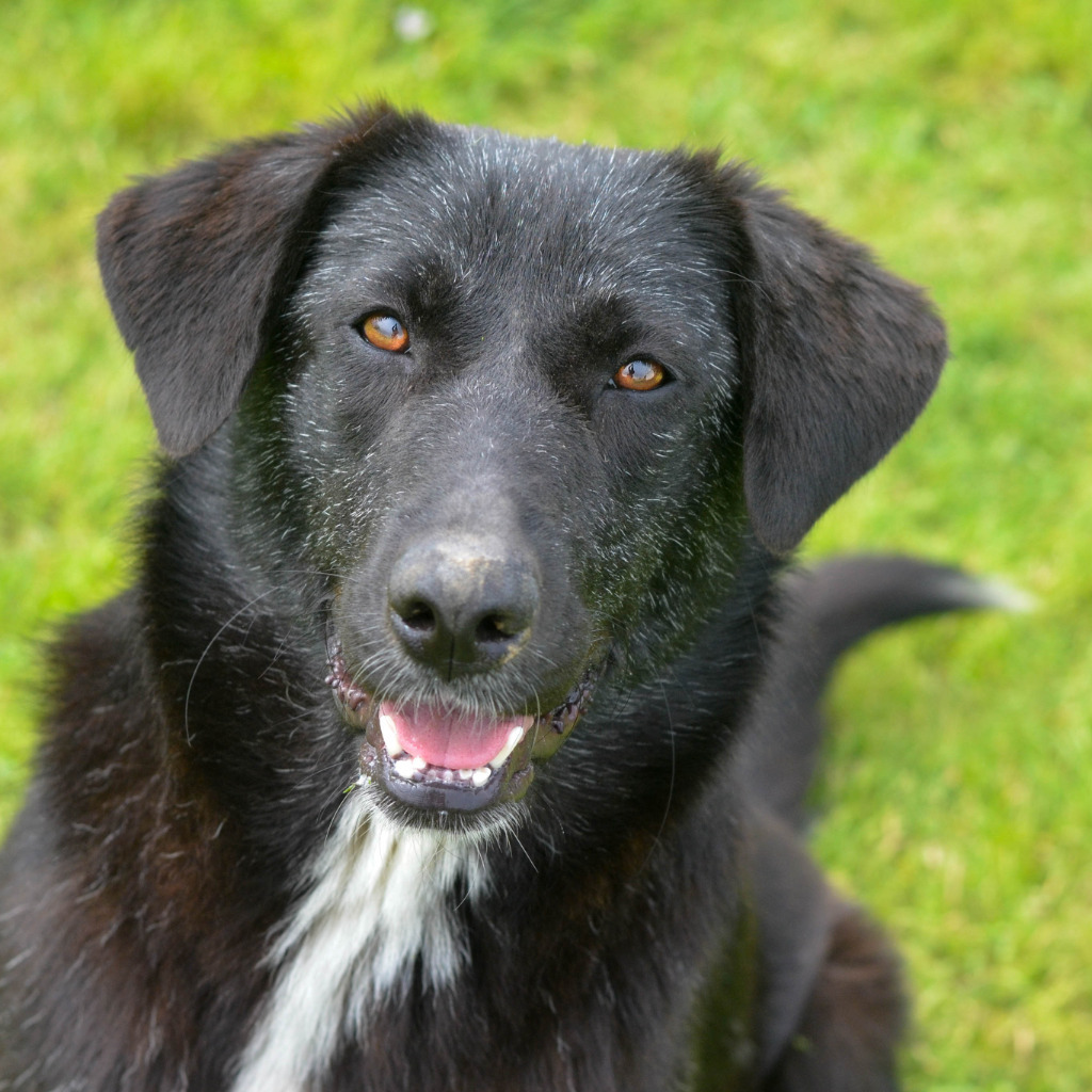 Momo, an adoptable Border Collie, Labrador Retriever in Quinlan, TX, 75474 | Photo Image 1