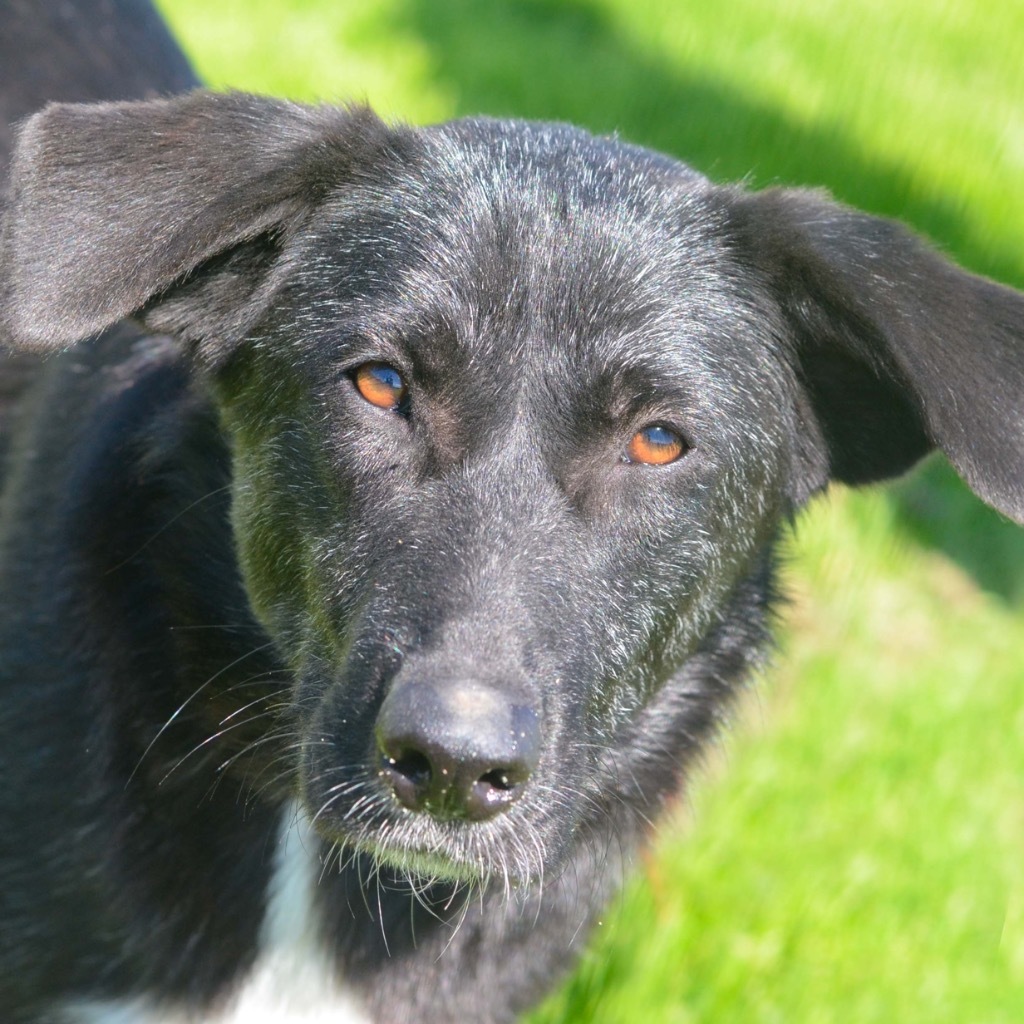 Momo, an adoptable Border Collie, Labrador Retriever in Quinlan, TX, 75474 | Photo Image 3