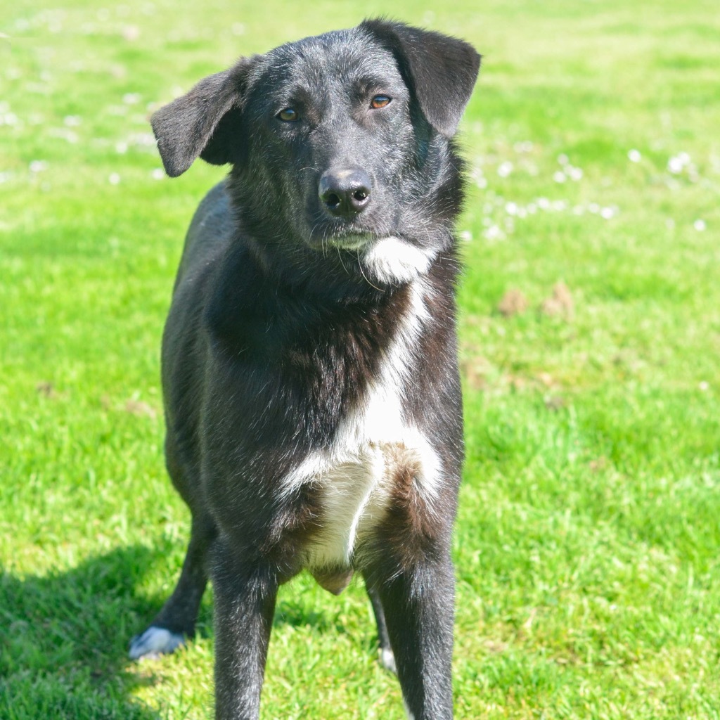 Momo, an adoptable Border Collie, Labrador Retriever in Quinlan, TX, 75474 | Photo Image 4