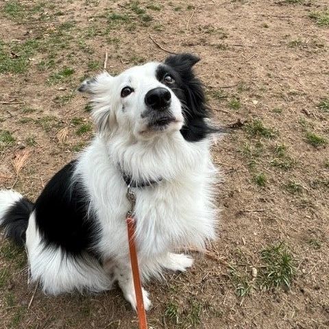 Border collie rescue hot sale puppies for adoption