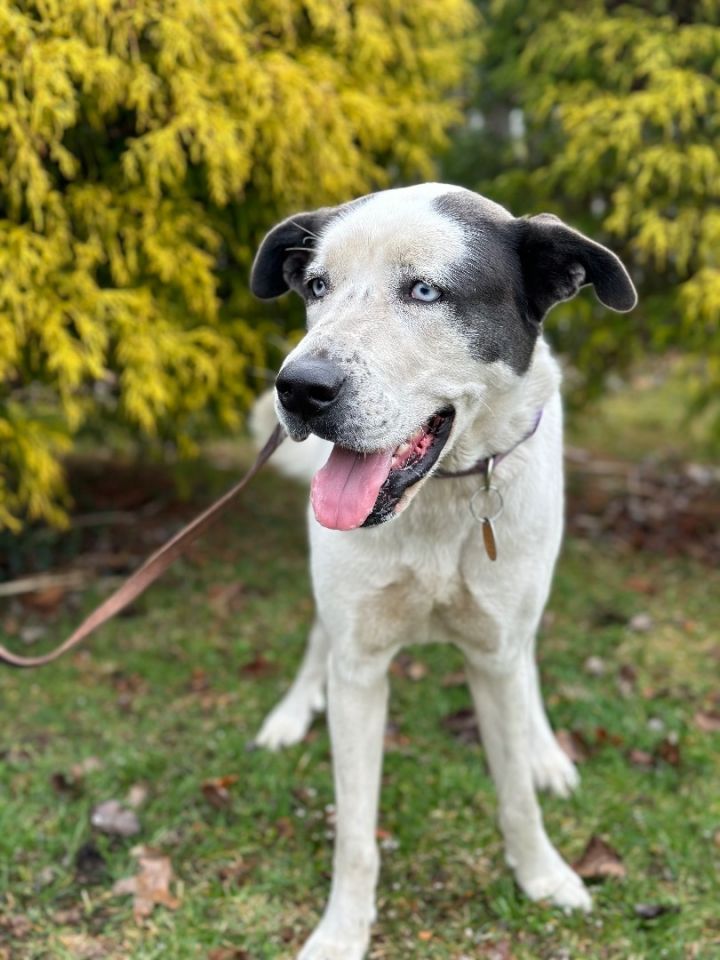 Dog For Adoption - Presley , A Great Dane Mix In Mendham, Nj | Petfinder