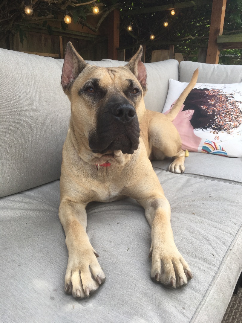 Sadie, an adoptable Presa Canario in Bellingham, WA, 98227 | Photo Image 2