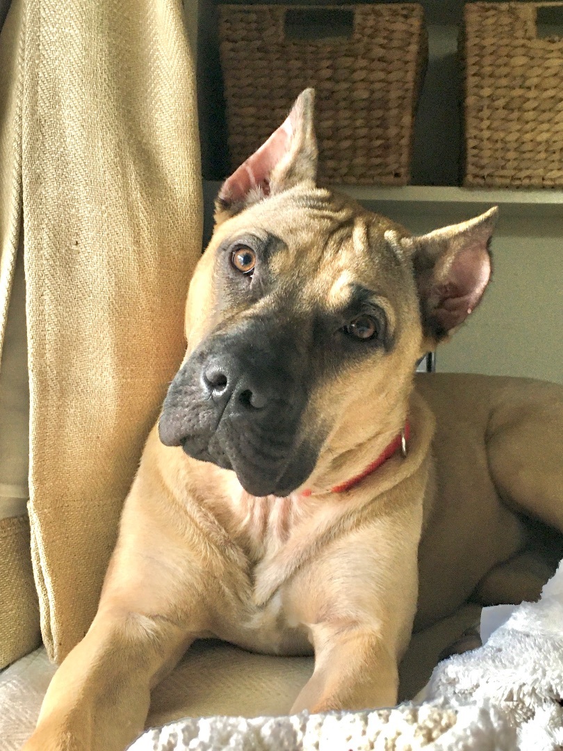 Sadie, an adoptable Presa Canario in Bellingham, WA, 98227 | Photo Image 3