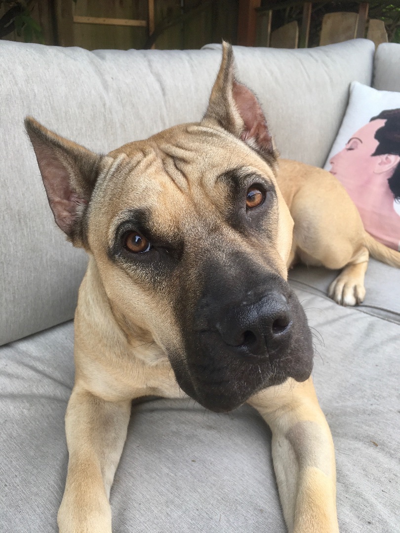 Sadie, an adoptable Presa Canario in Bellingham, WA, 98227 | Photo Image 4