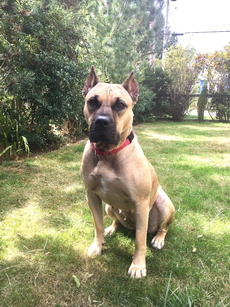 Sadie, an adoptable Presa Canario in Bellingham, WA, 98227 | Photo Image 1