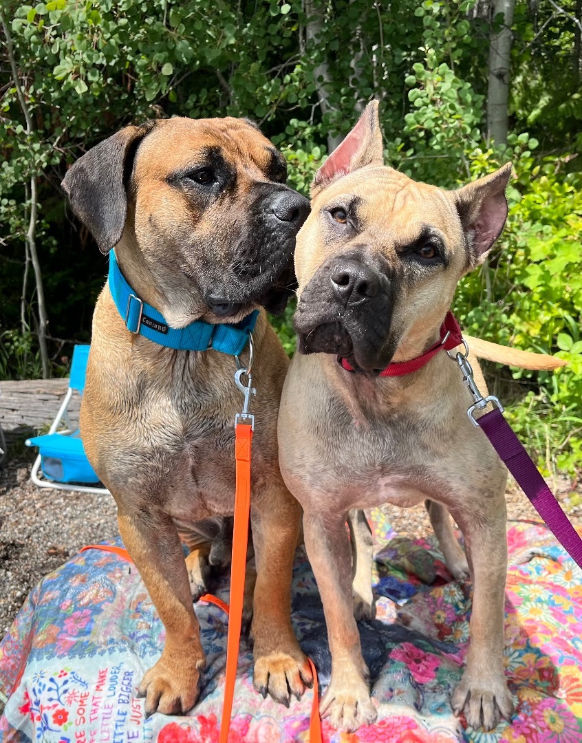 Sadie, an adoptable Presa Canario in Bellingham, WA, 98227 | Photo Image 5