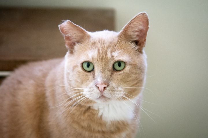 Humphrey 4