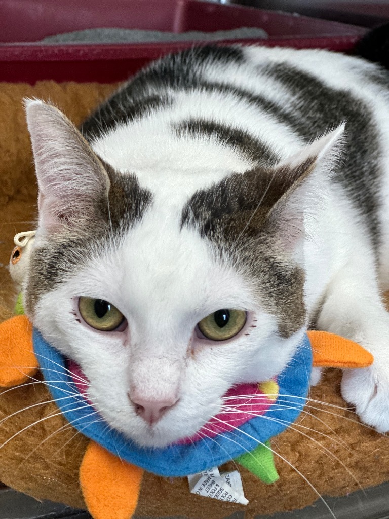 Michael Kors, an adoptable Domestic Short Hair in Jonesboro, AR, 72401 | Photo Image 1