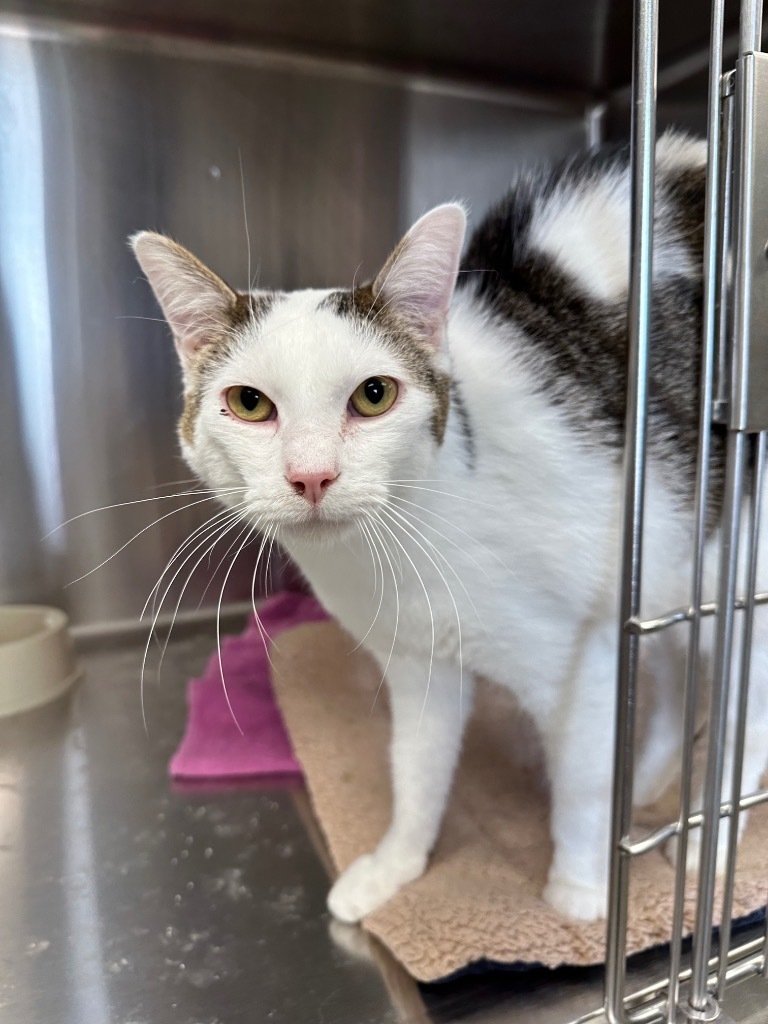 Michael Kors, an adoptable Domestic Short Hair in Jonesboro, AR, 72401 | Photo Image 3